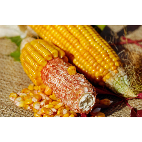 Ear Corn (Corn On The Cob)